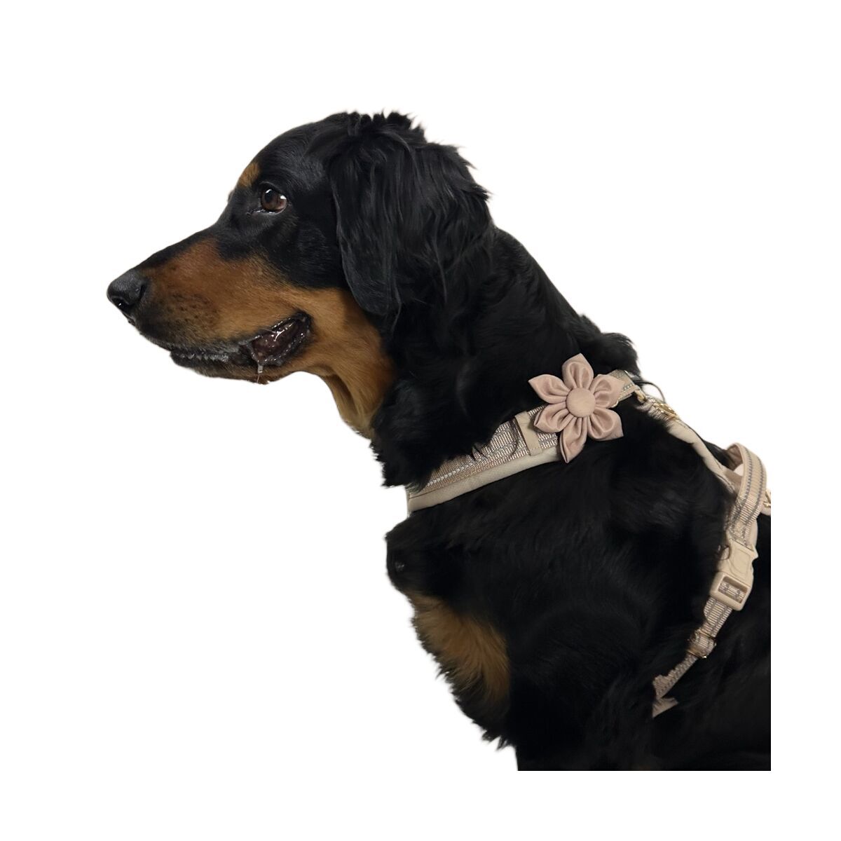 Trufois Flower Beige