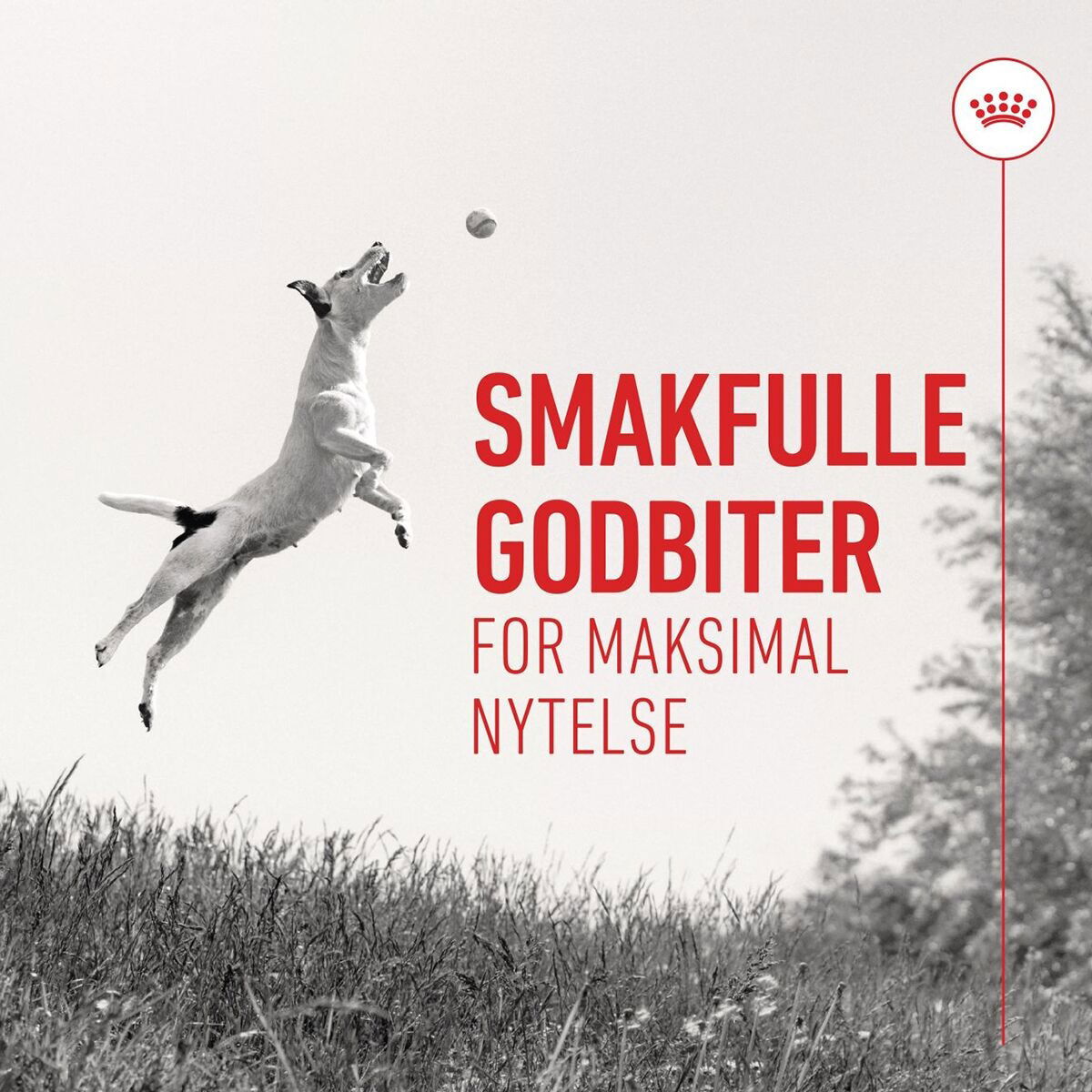 Royal Canin Dog Training Treats 110g