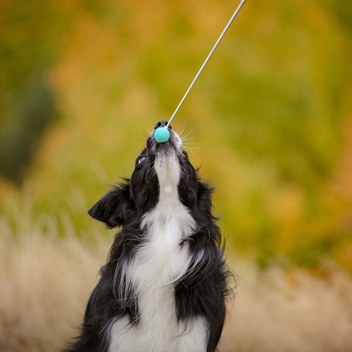 Pro Dog Target stick green