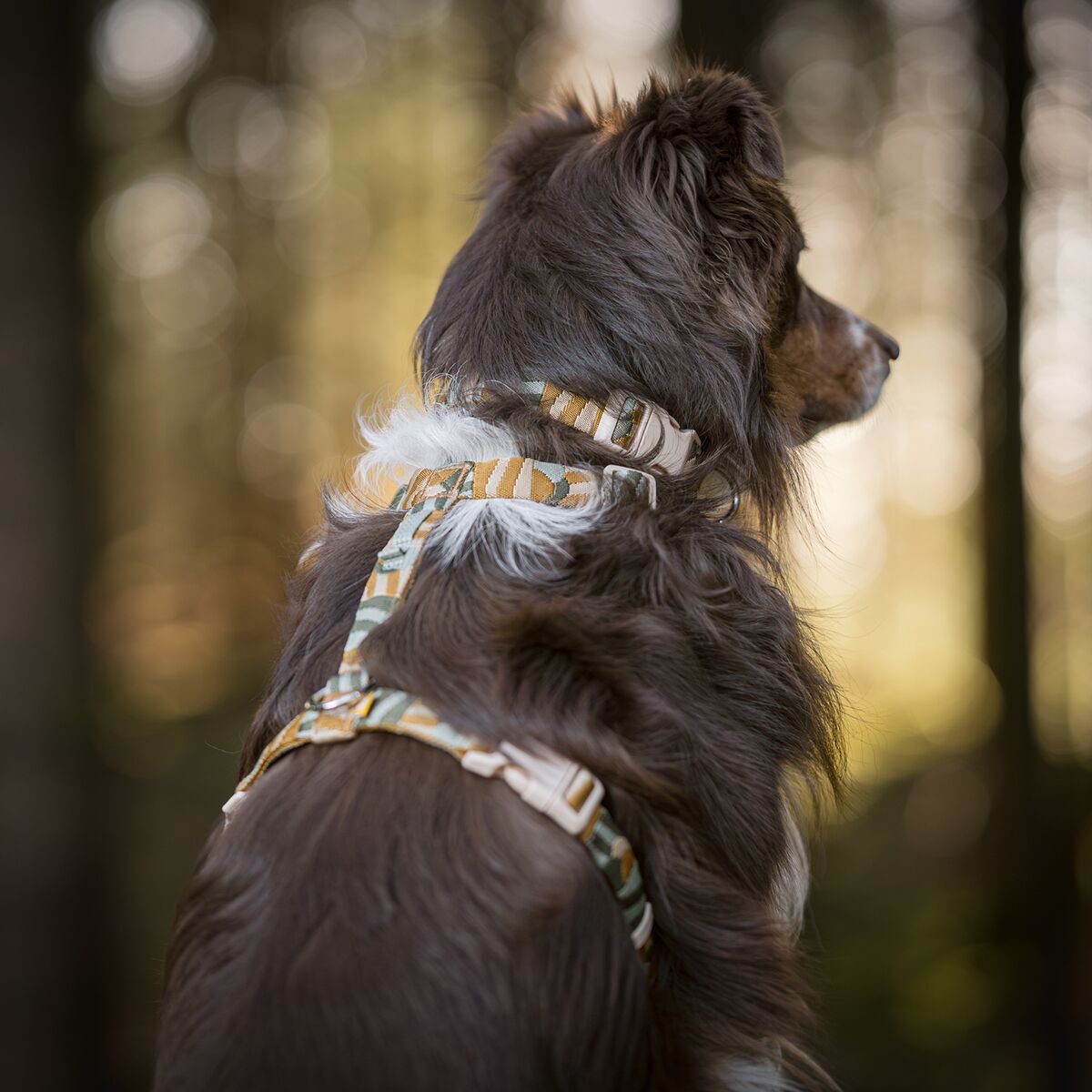 Woolly Wolf Cloudbeam Harness