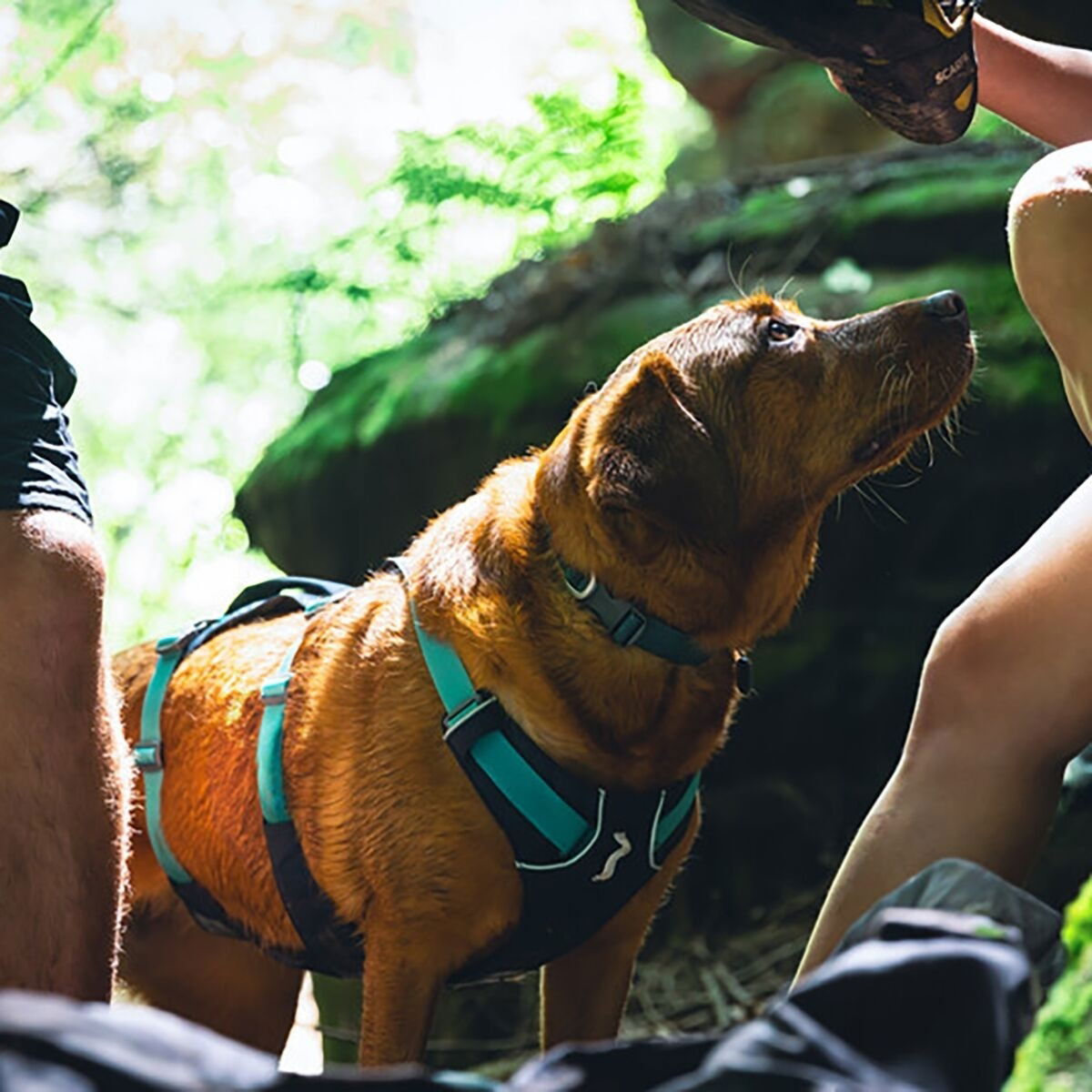 Ruffwear Flagline Harness Basalt Gray