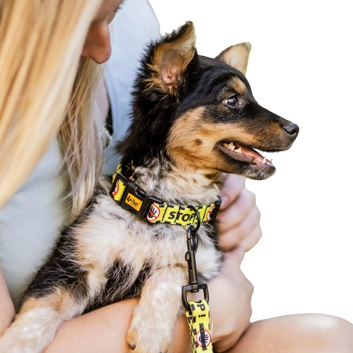 Dingo adjustable yellow collar Do Not Pet