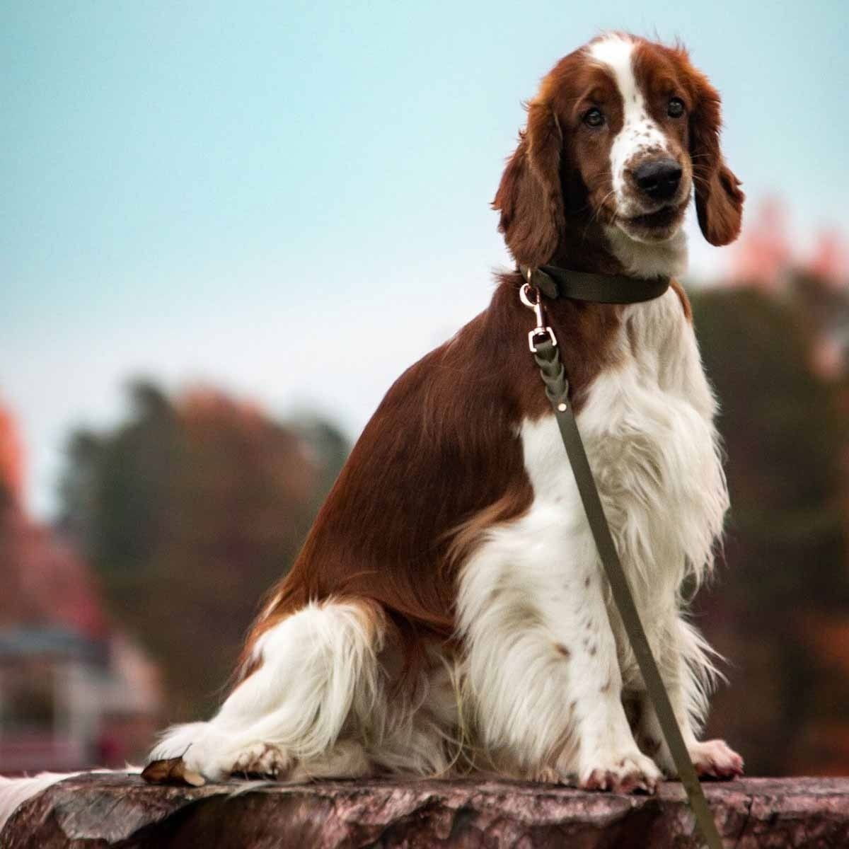 Tyylivoitto Braid leash, olive