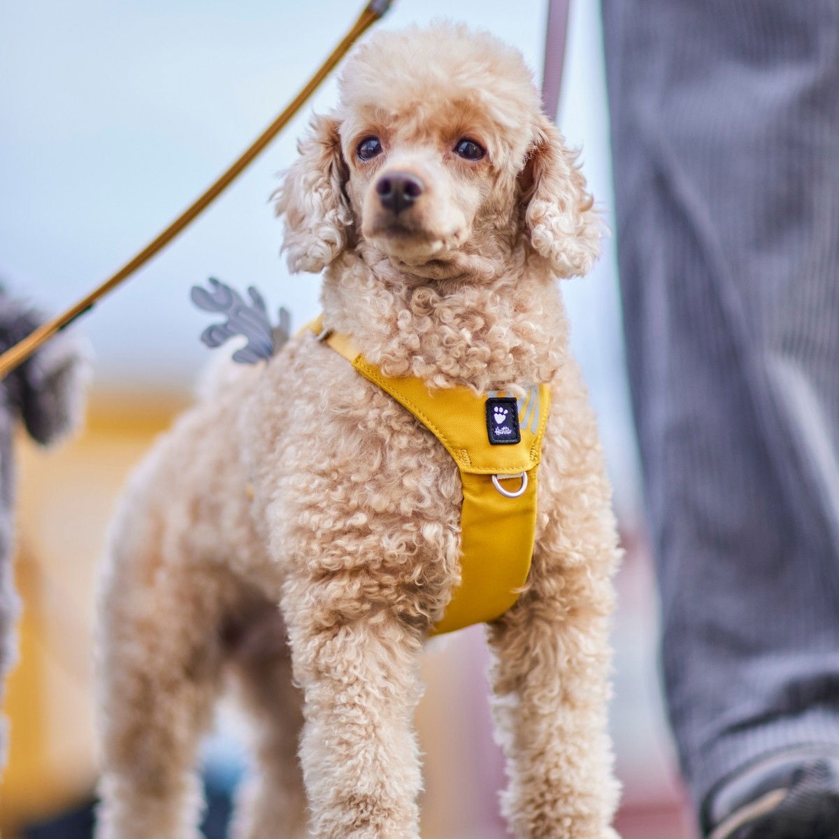 Hurtta Seeker harness honey