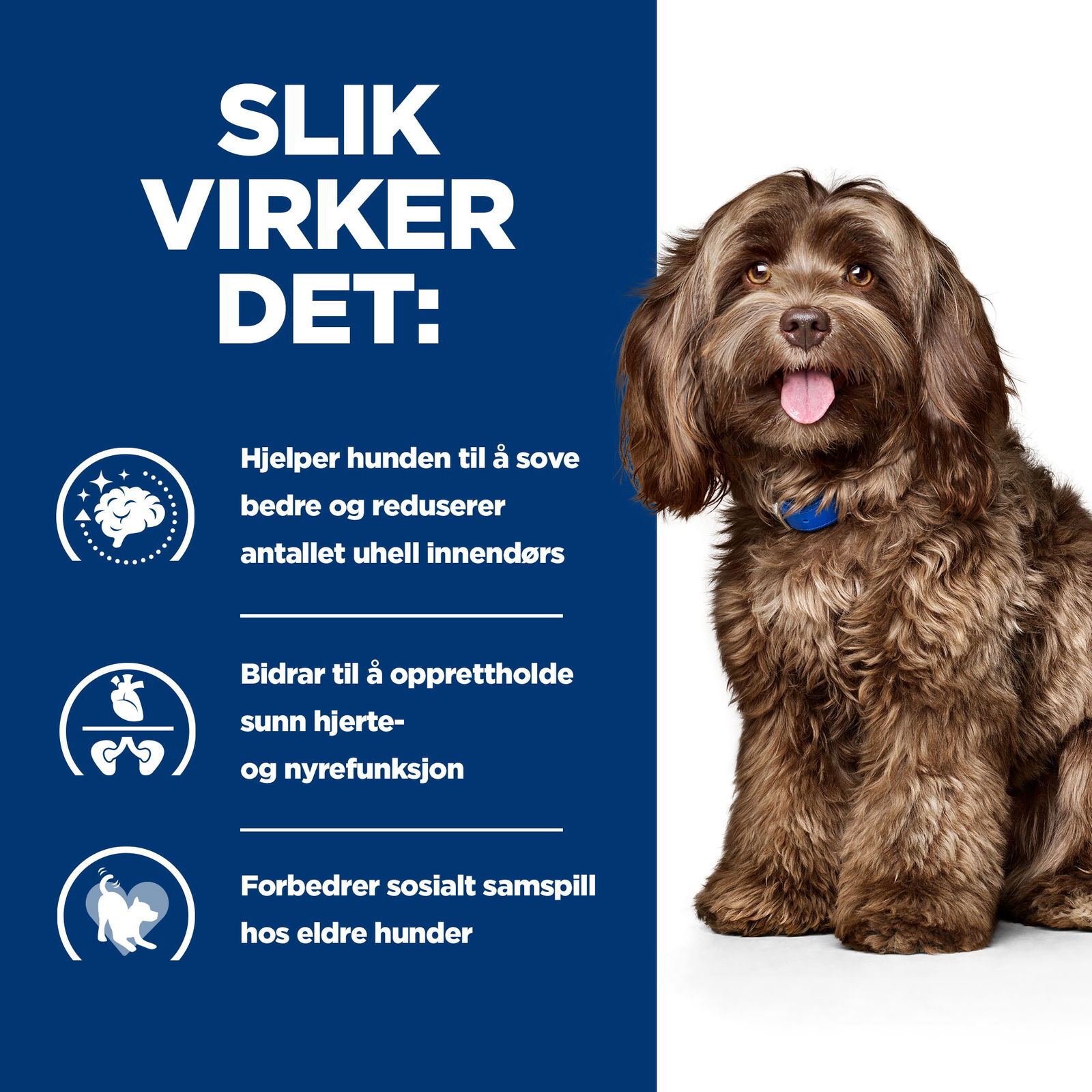 Hills Diet Dog b/d