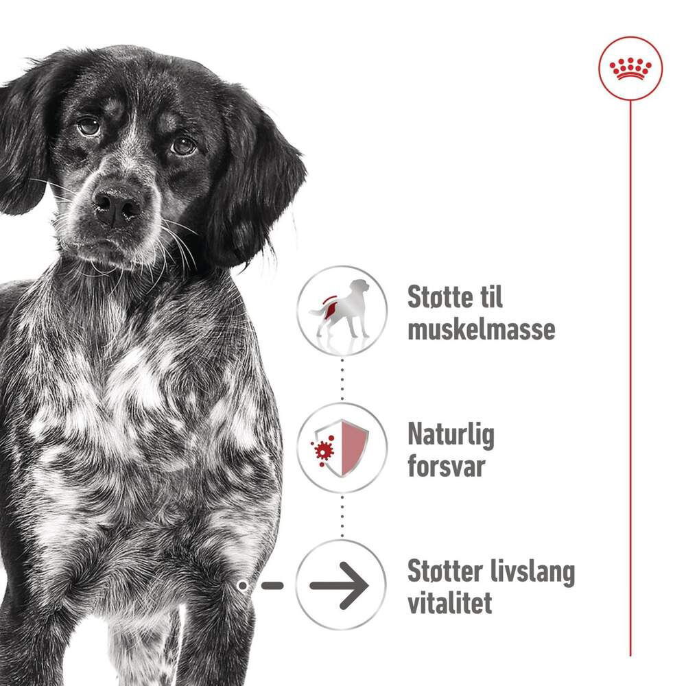 Royal Canin Medium Ageing Gravy våtfôr til hund