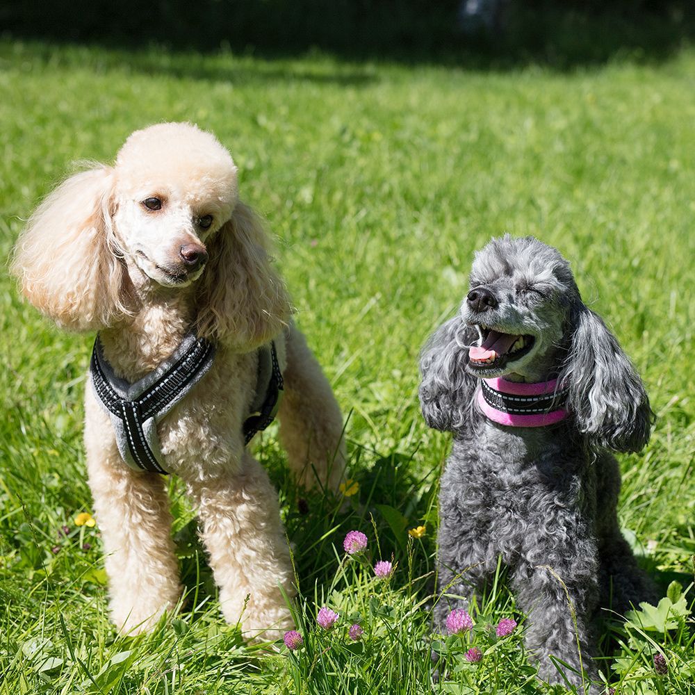 Basic Cosy halsbånd Rosa