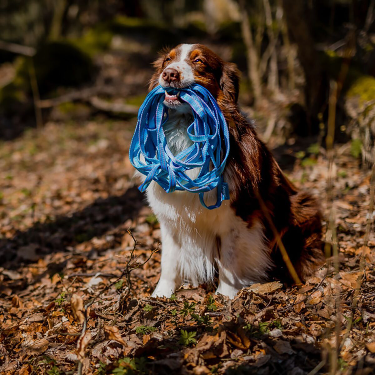 Loype Saxana Tracking Line