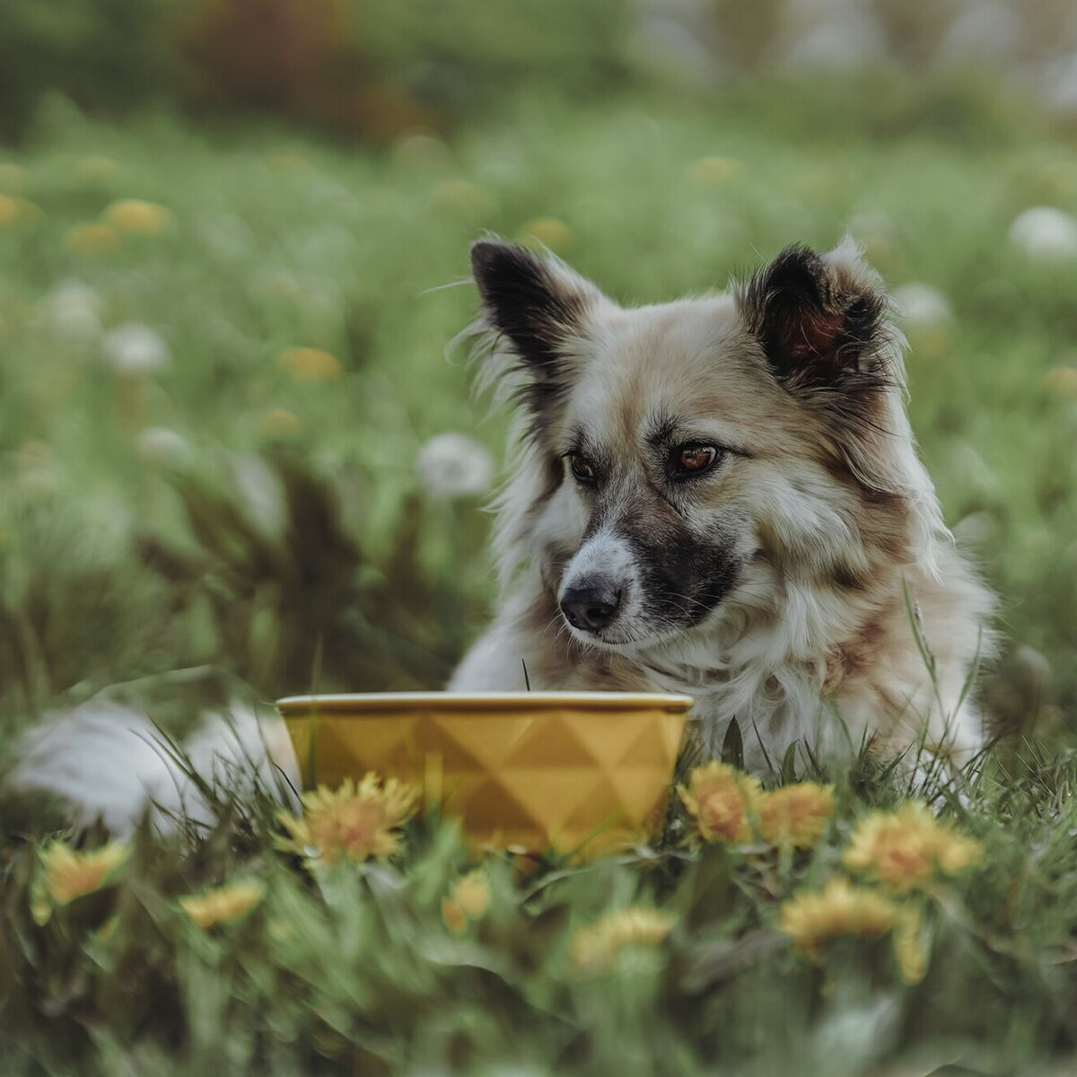 Hunter Ceramic Bowl Eiby Yellow