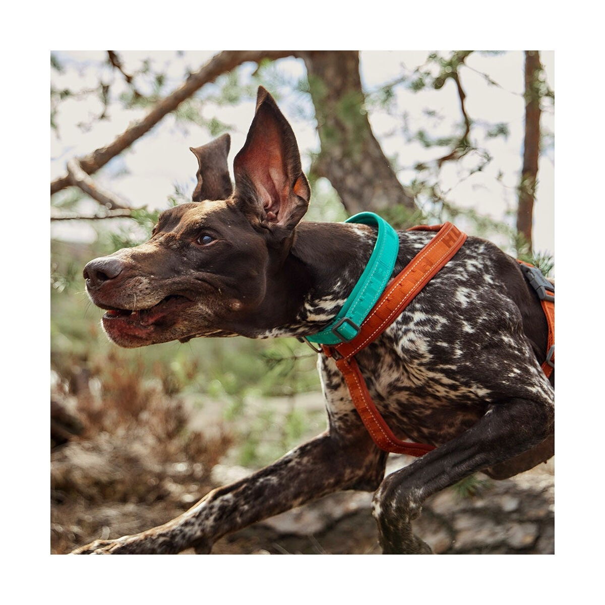 Hurtta Casual collar ECO peacock