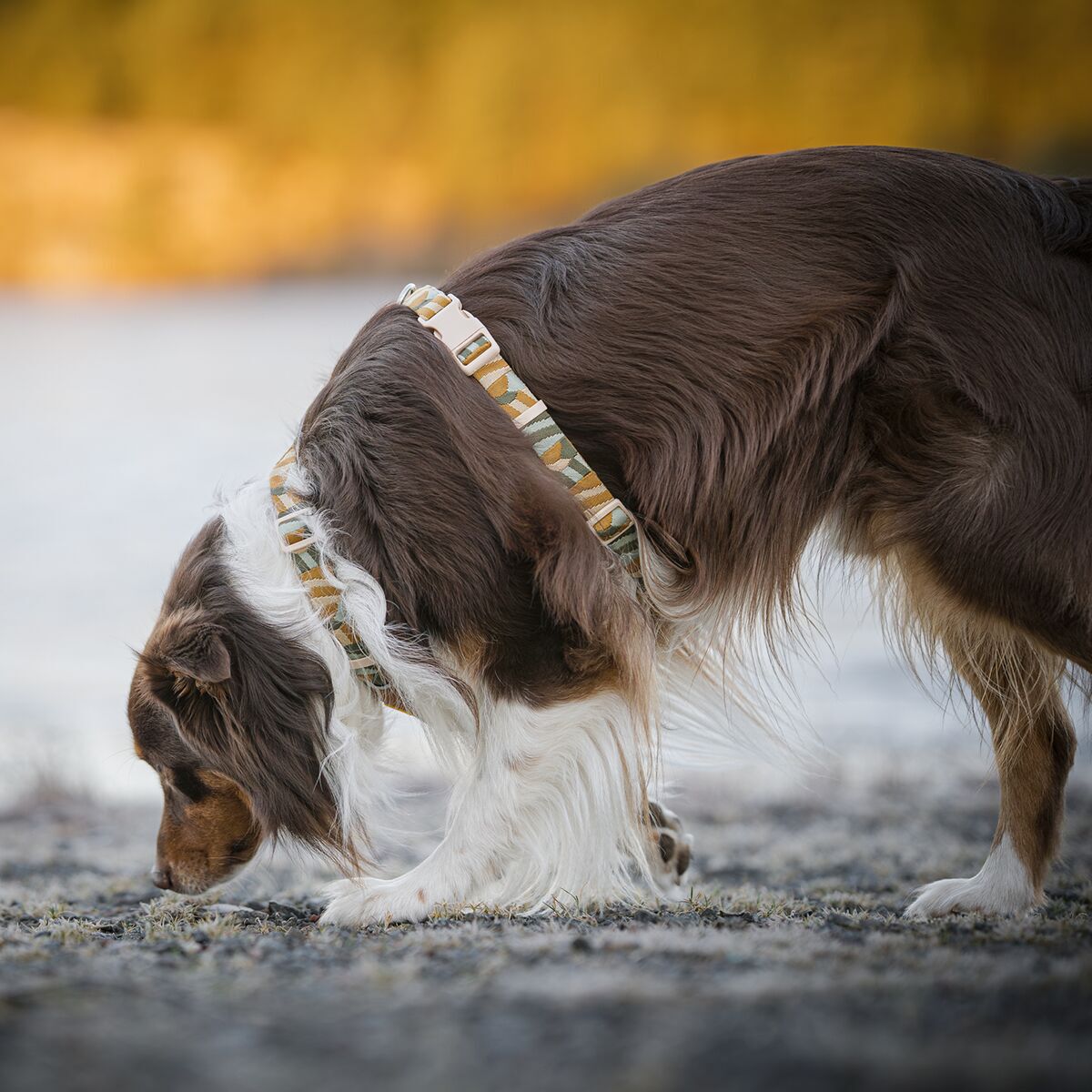 Woolly Wolf Cloudbeam Harness