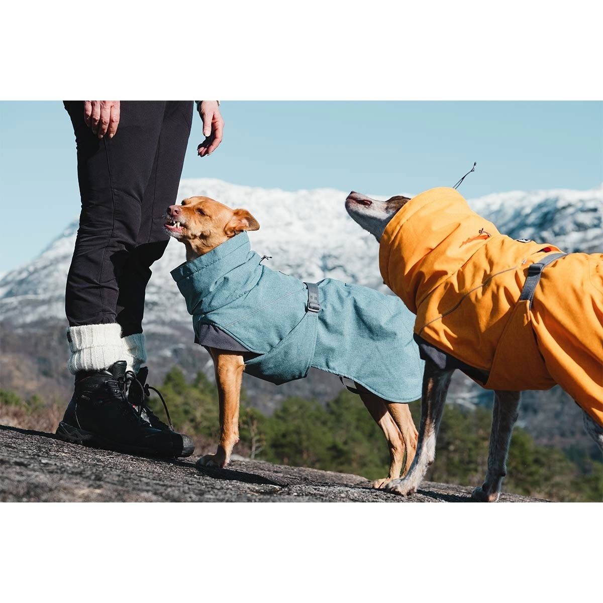 Hurtta Expedition Parka buckthorn