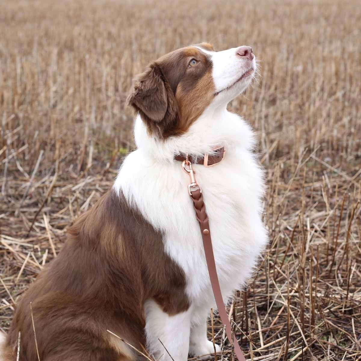 Tyylivoitto Classy collar, brown