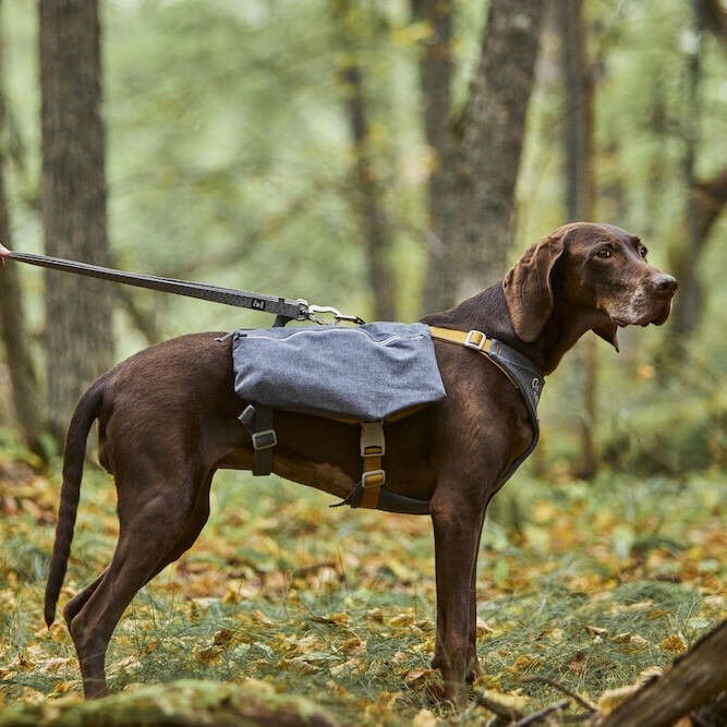 Hurtta Expedition Pack ECO blackberry