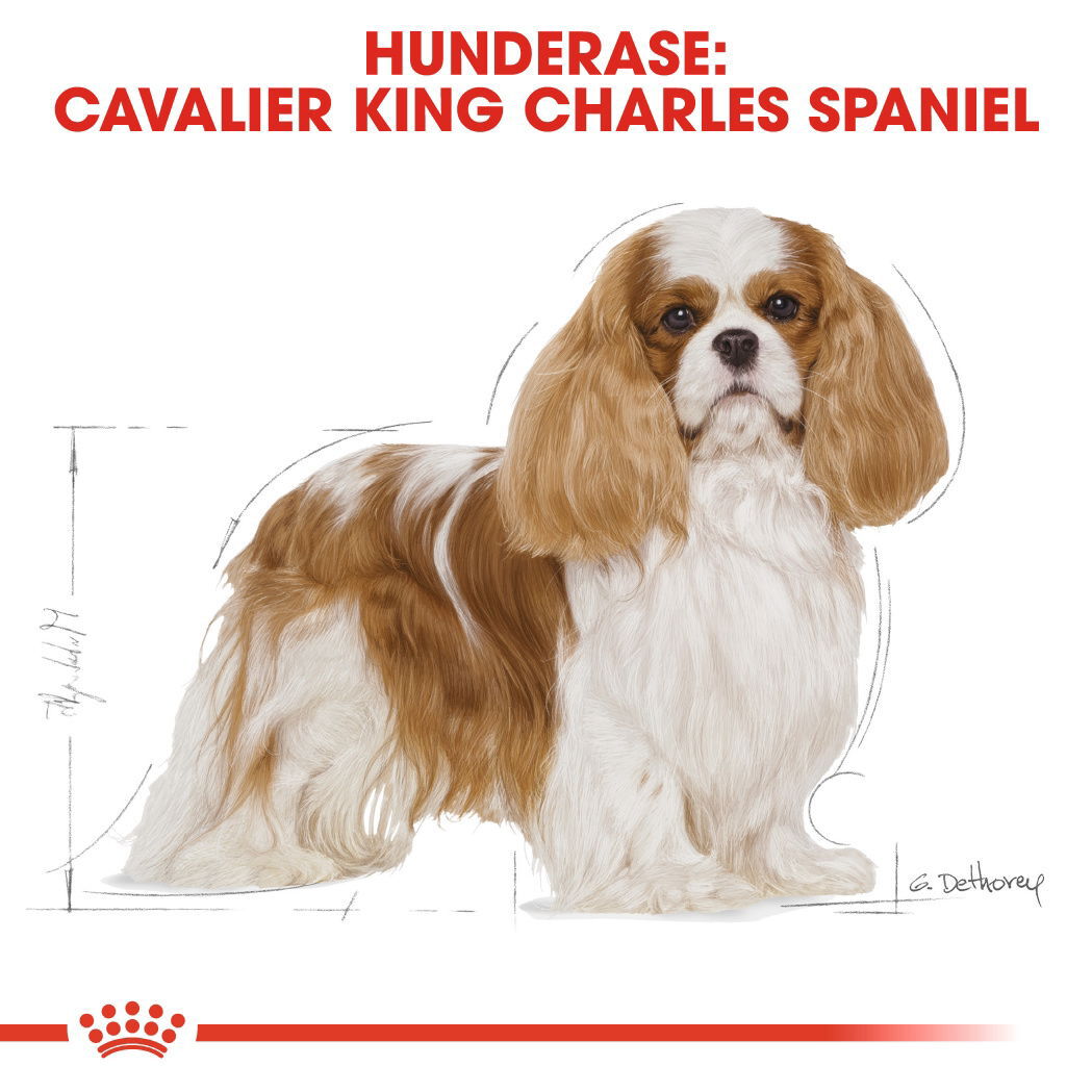 Royal Canin Cavalier King Charles Adult tørrfôr til hund