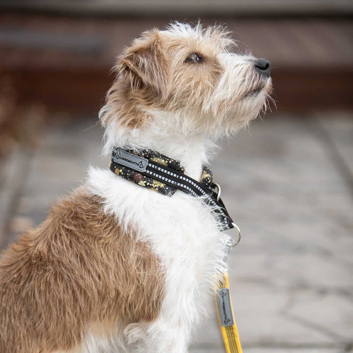Kusse&Kutta half choke collar lycra, gold rush
