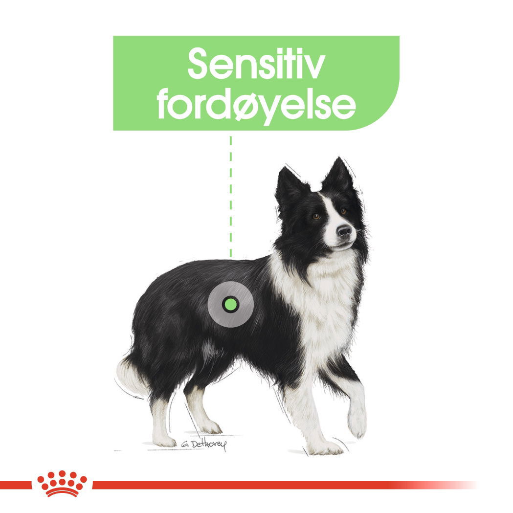 Royal Canin Digestive Care Medium Adult tørrfôr til hund