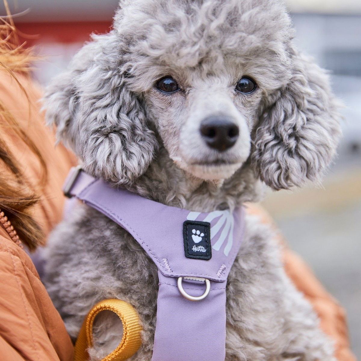 Hurtta Seeker harness lavender