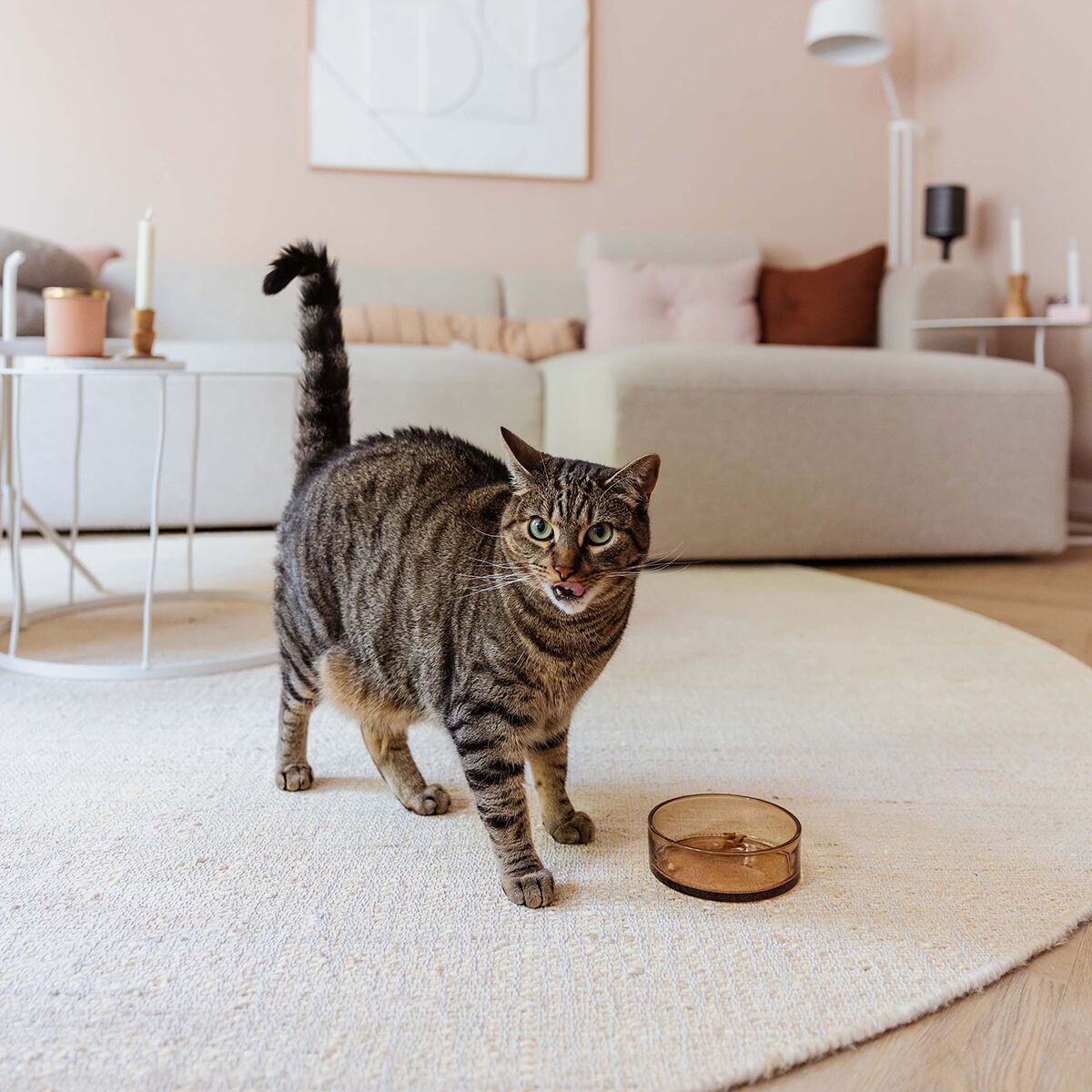 Glass cat bowl District 70, Dawn