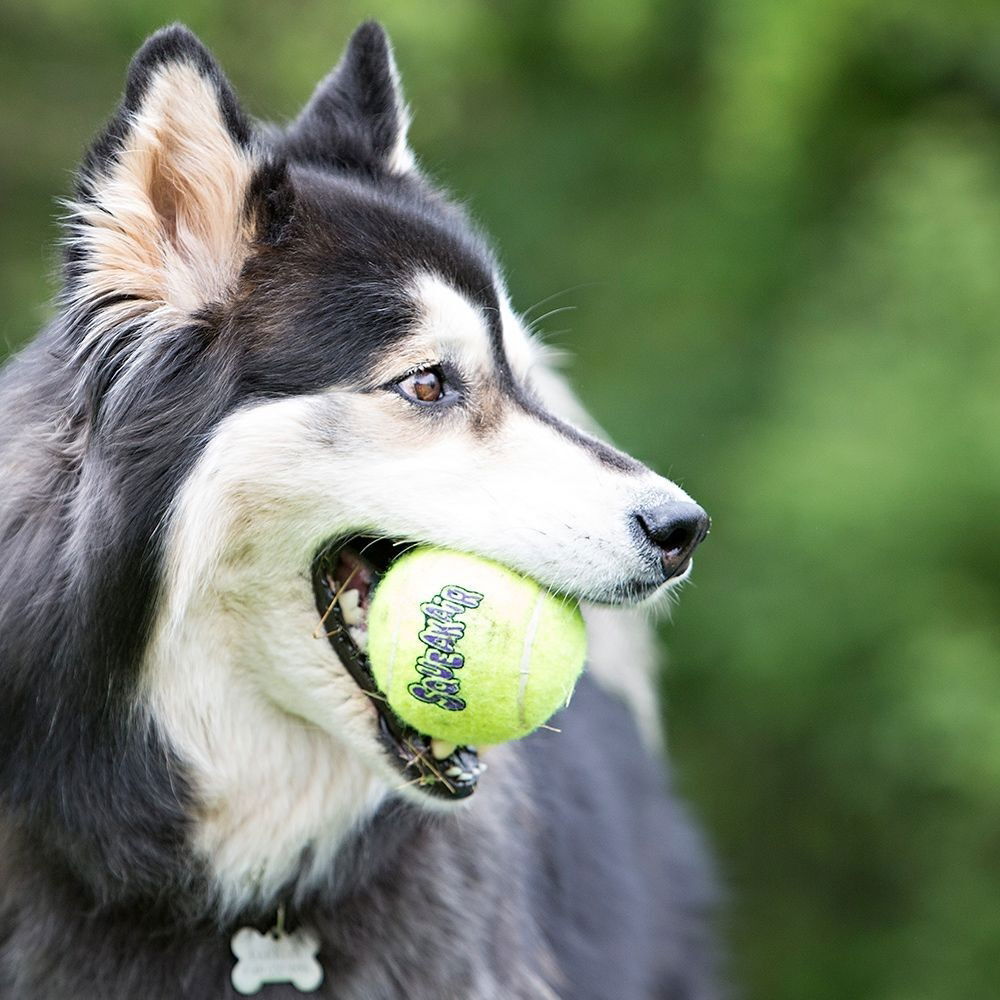 KONG tennisball squeaker