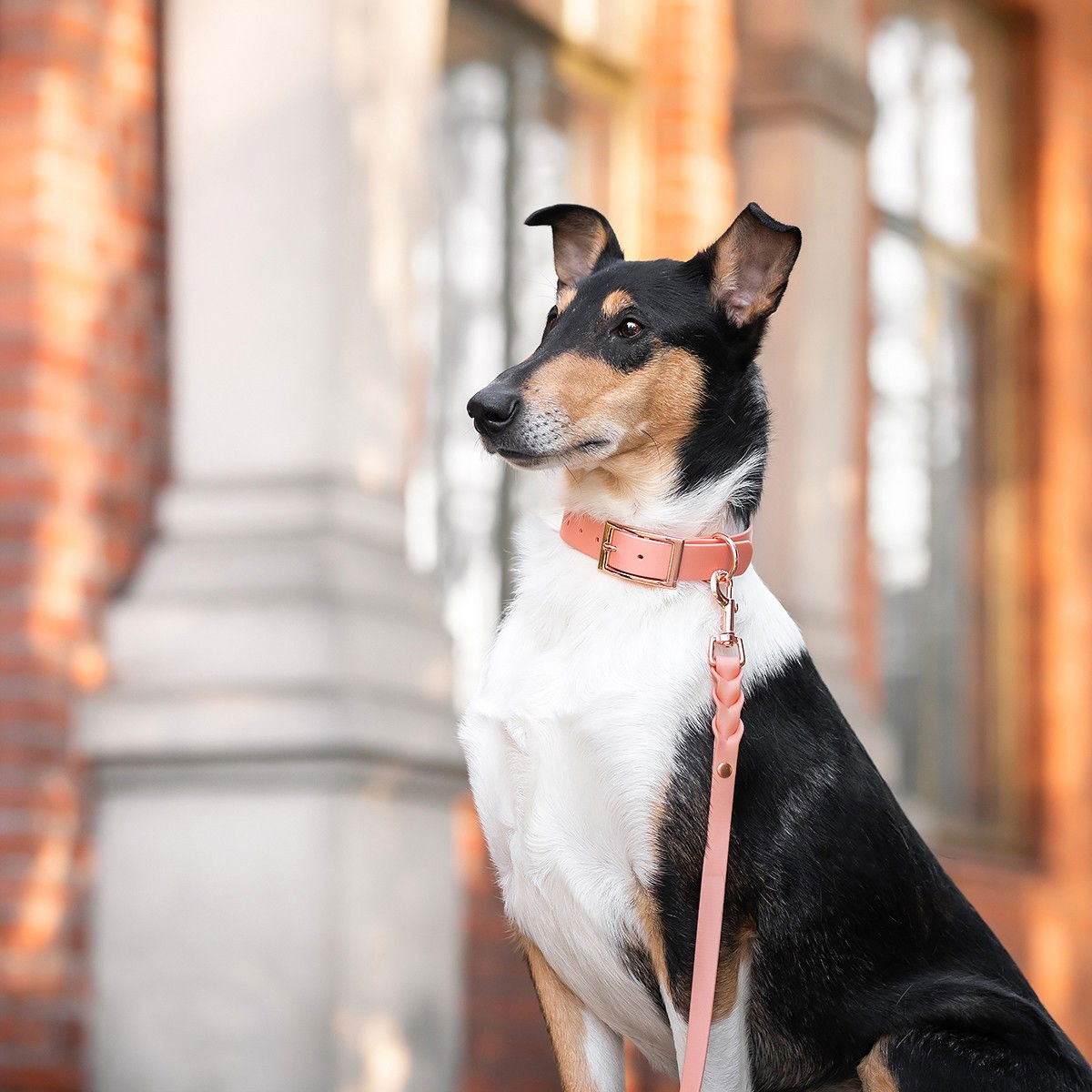 Tyylivoitto Classy dog collar, peach/rosegold