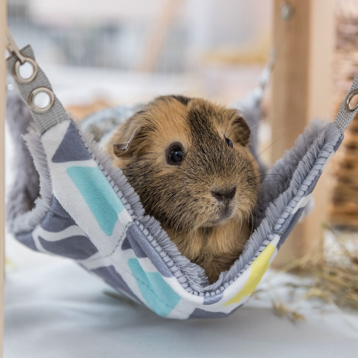 Trixie pieneläimen katos riippumatolla