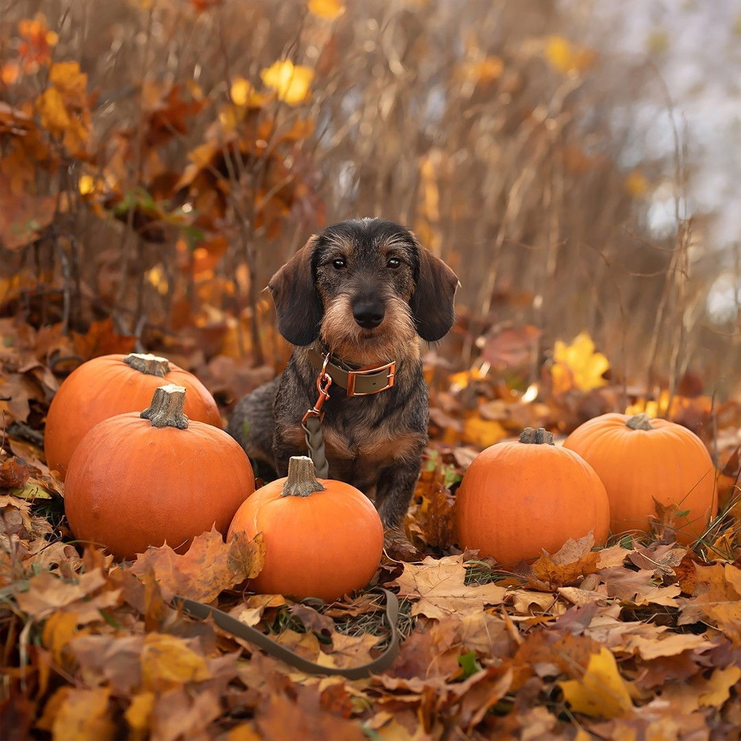 Tyylivoitto Braid leash, olive