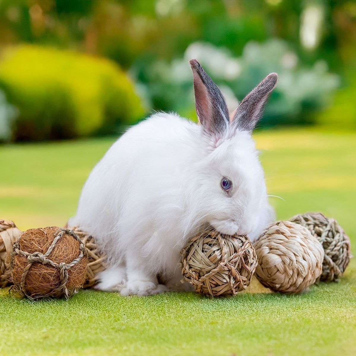 Quapas! Nibble giftbox 8pcs