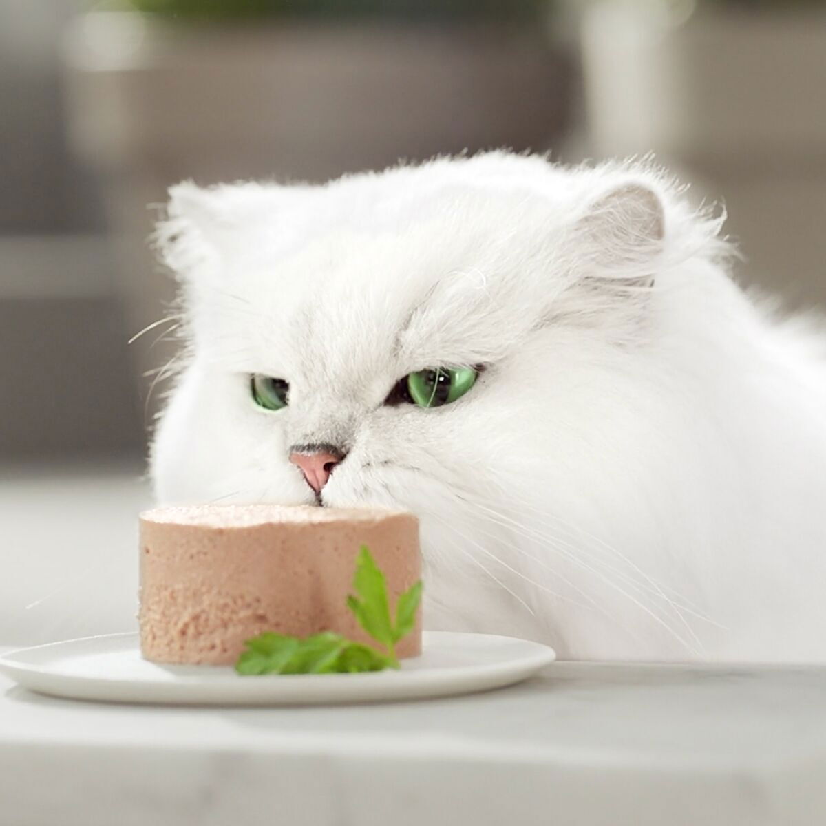 GG 12-pack Mousse