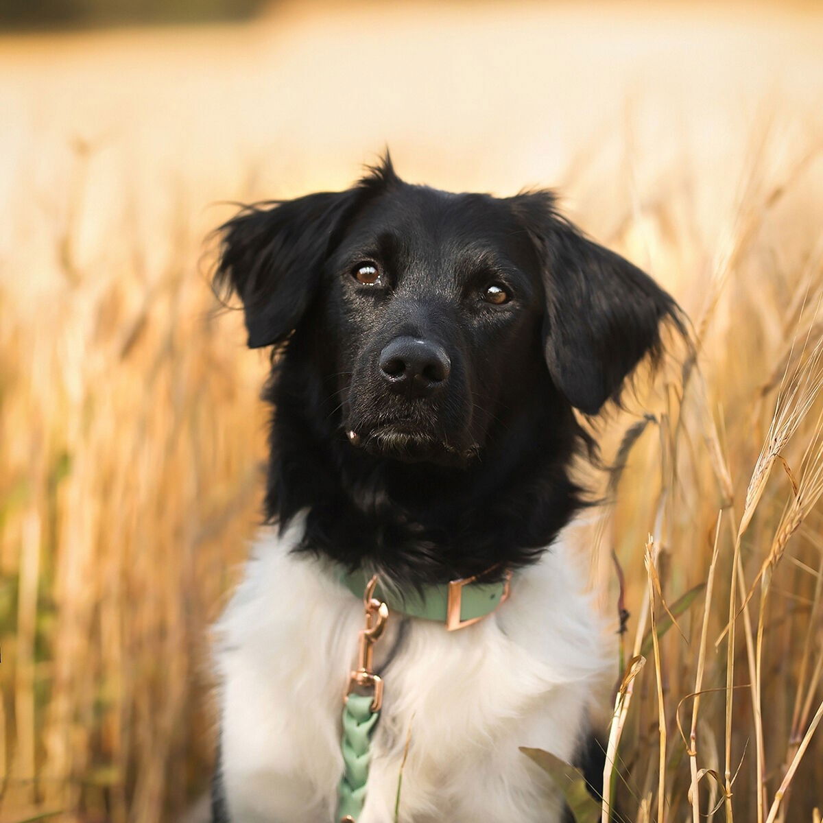 Tyylivoitto Classy collar, sage/rosegold