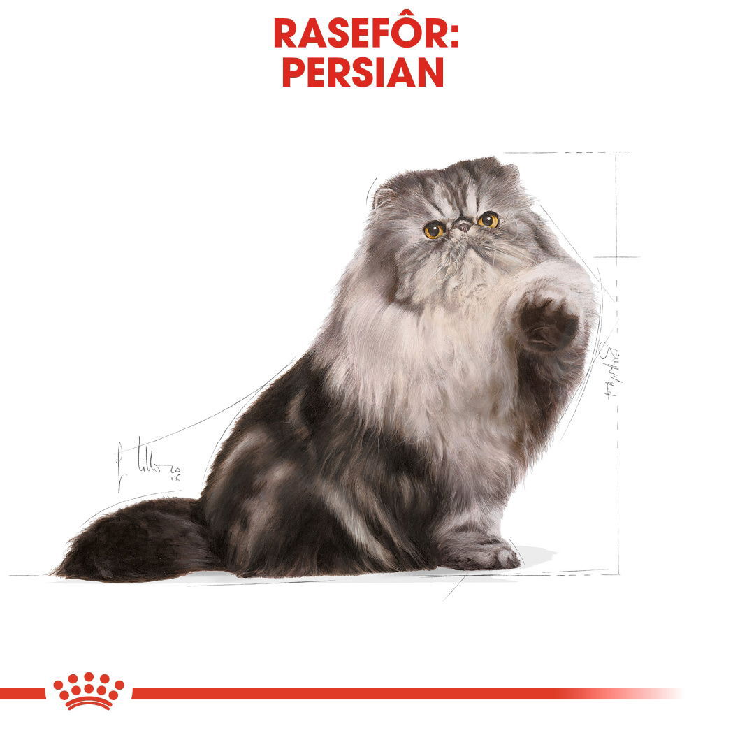 Royal Canin Persian Adult tørrfôr til katt