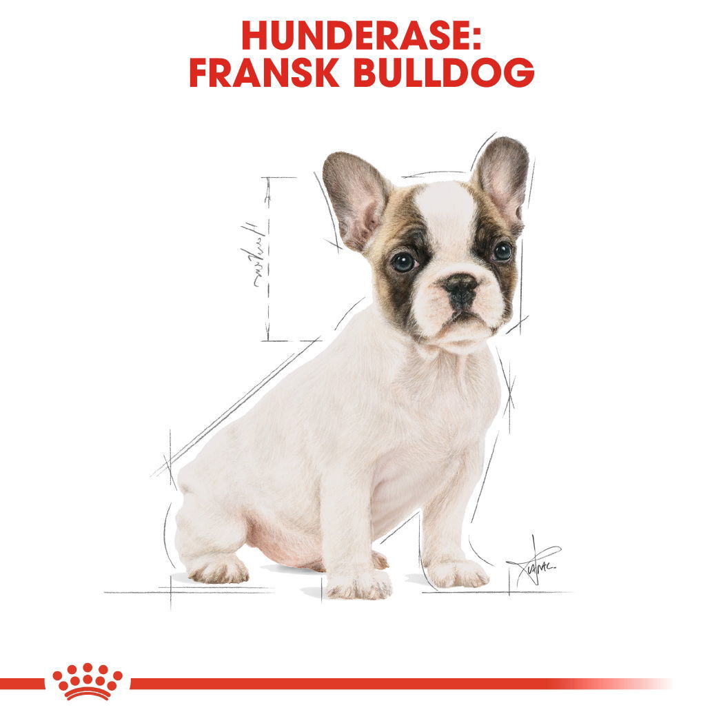 Royal Canin French Bulldog Puppy tørrfôr til hundvalp