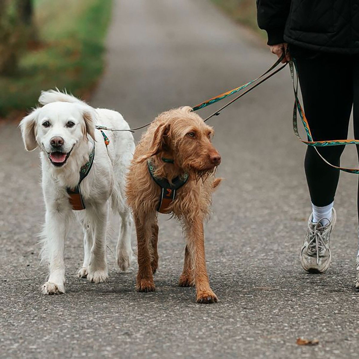 Non-stop Trail quest leash RP 15mm/2m