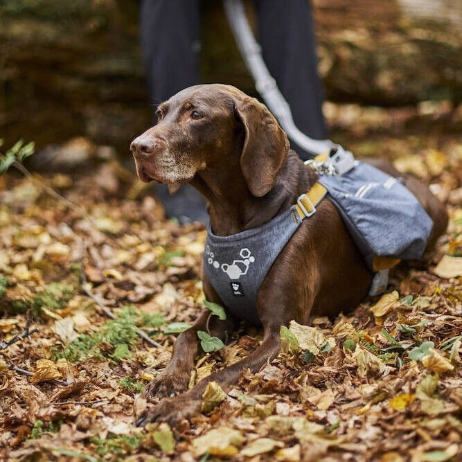 Hurtta Expedition Pack ECO blackberry