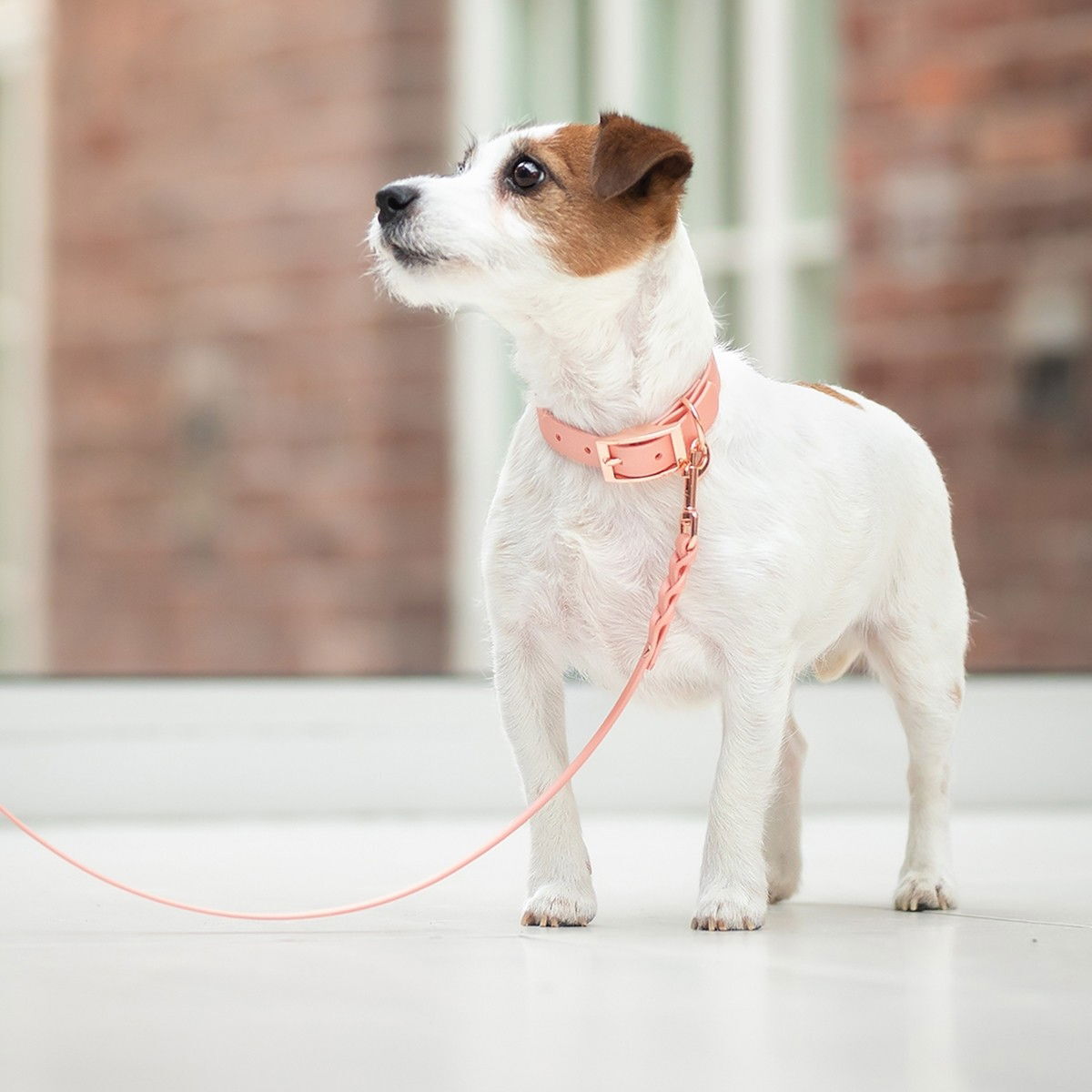 Tyylivoitto Braid BioThane-leash, peach/rosegold