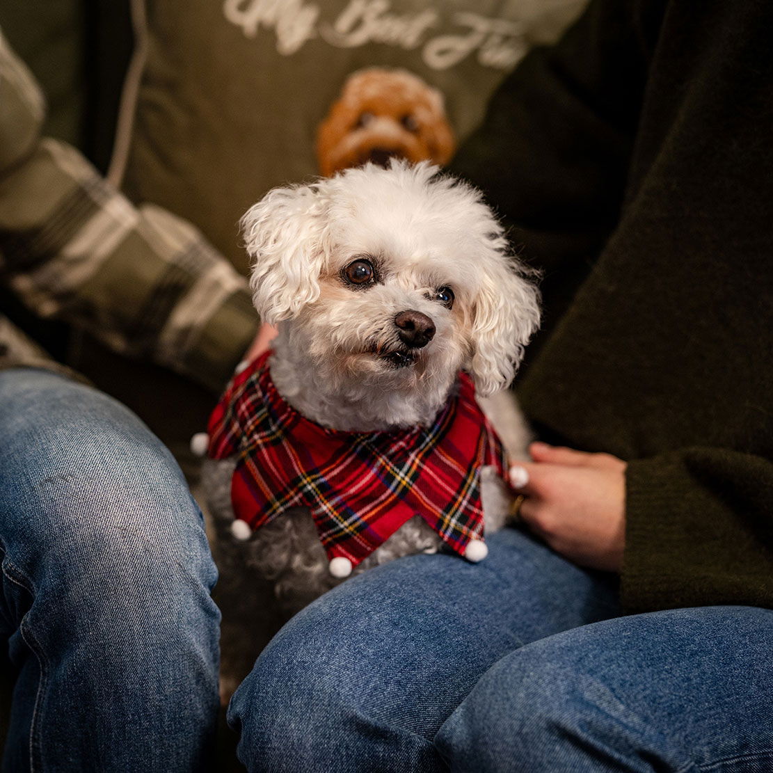 Little&Bigger Xmas Collar check