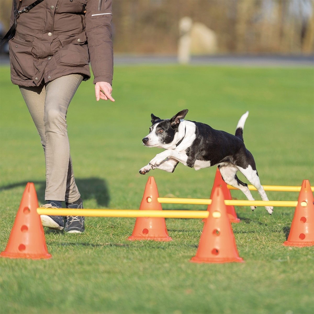 Trixie Dog Activity Hinderset, 3 hinder & 6 koner