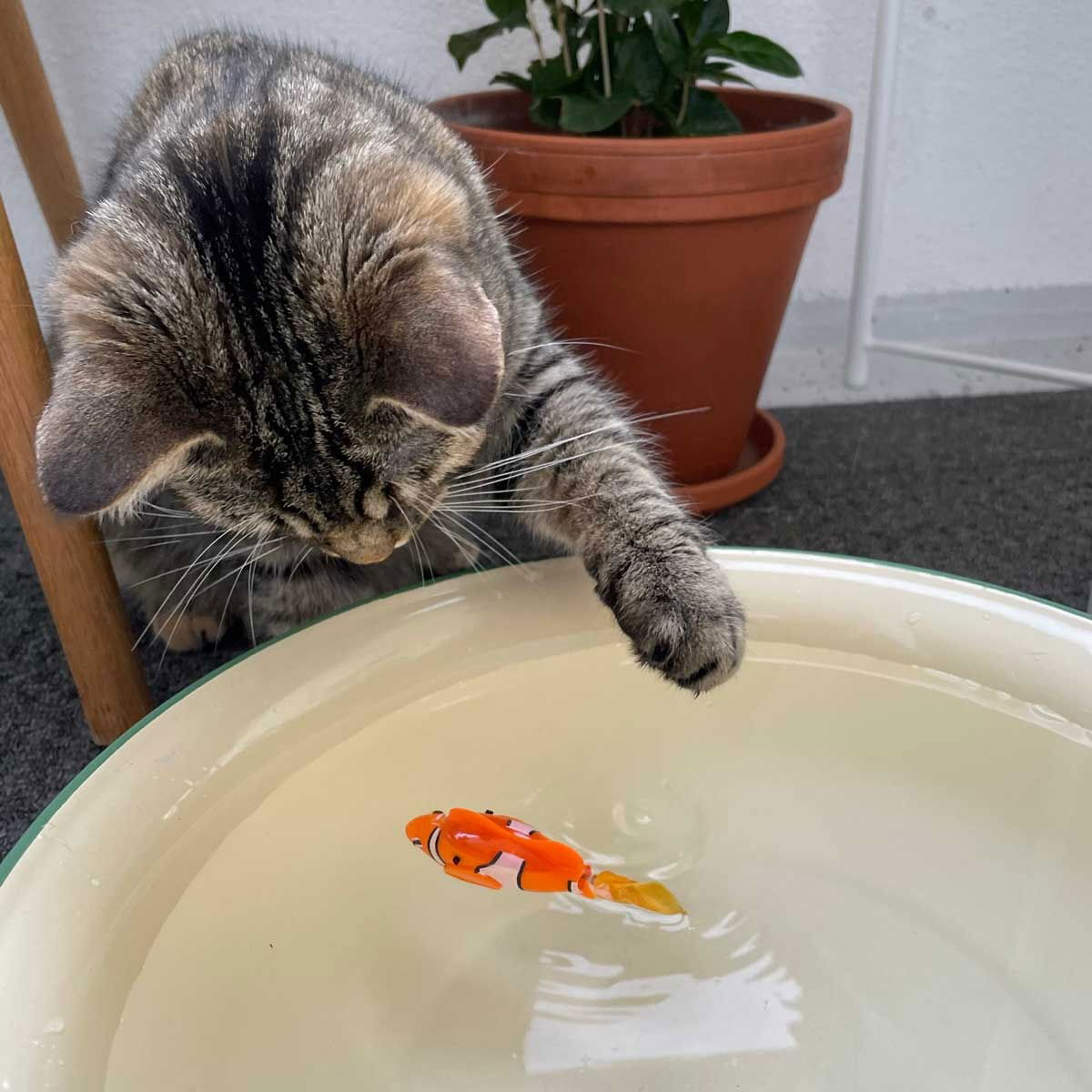 Little&Bigger Fish vannleke til katter