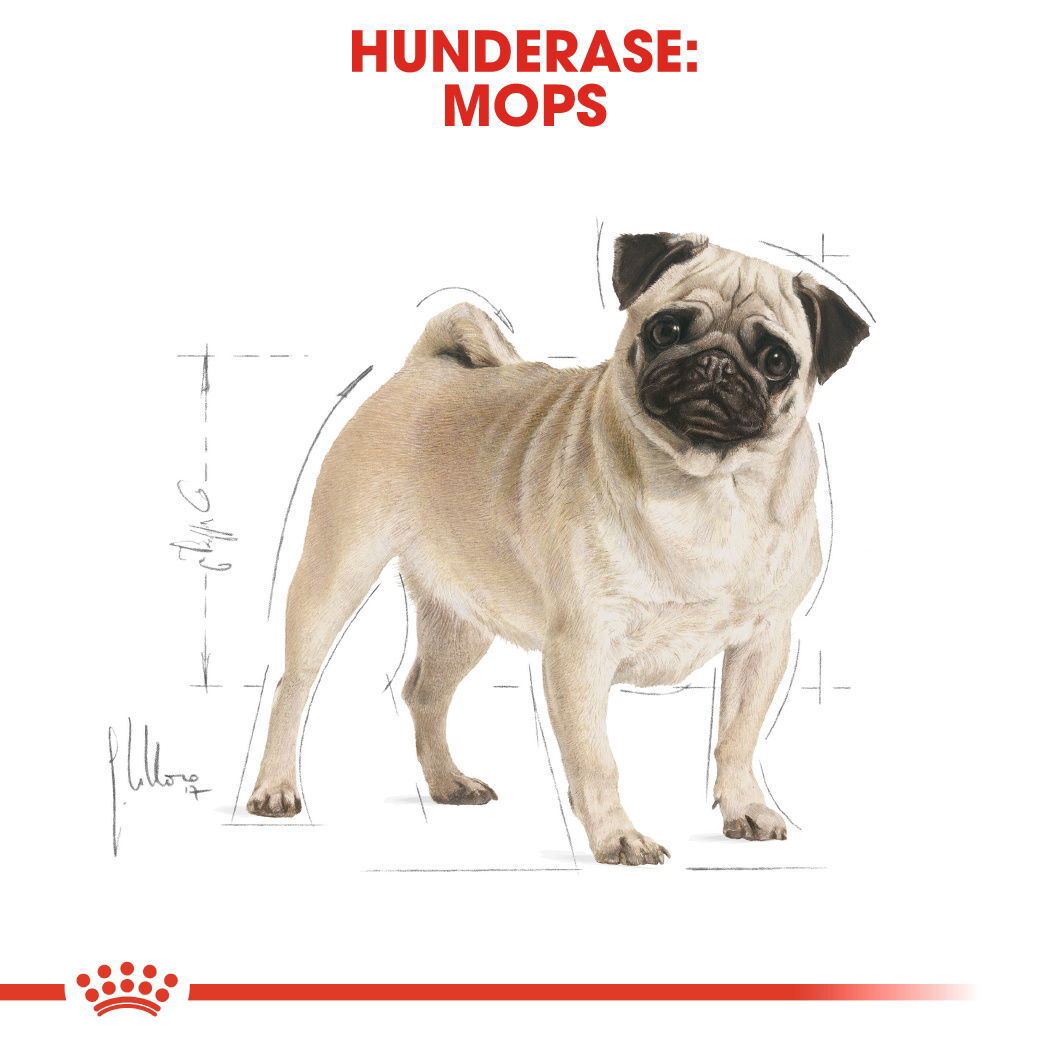 Royal Canin Pug Adult tørrfôr til hund
