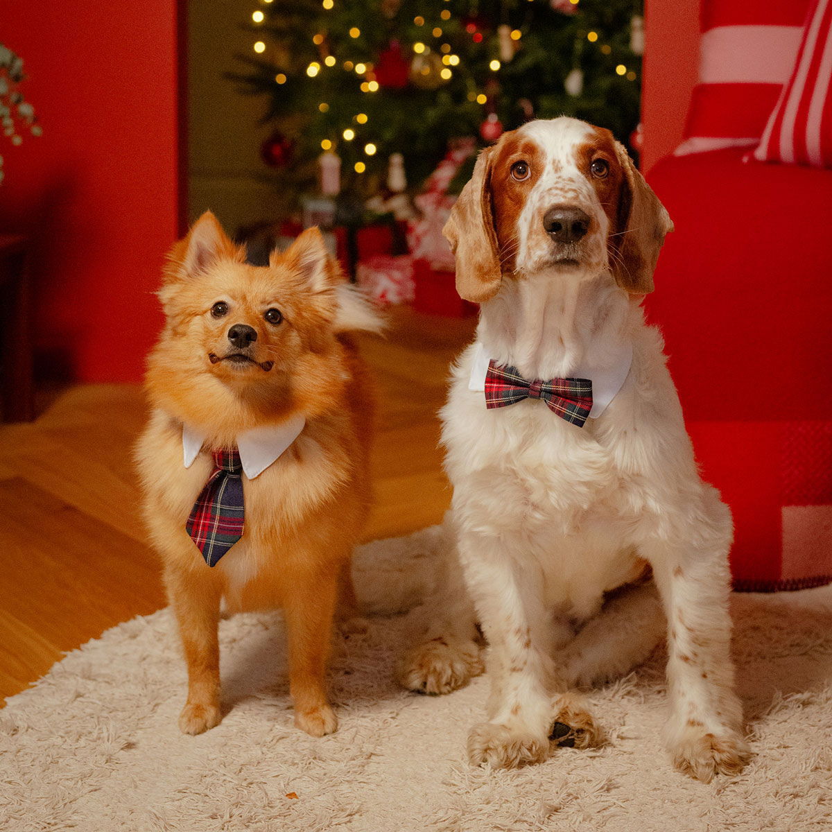 Little&Bigger Necktie with collar