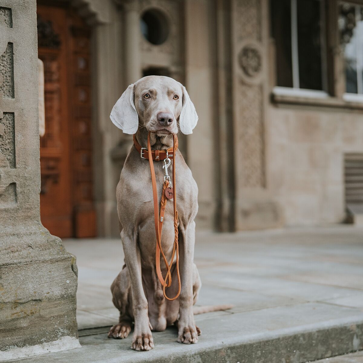 Hunter training collar Solid Education Brown