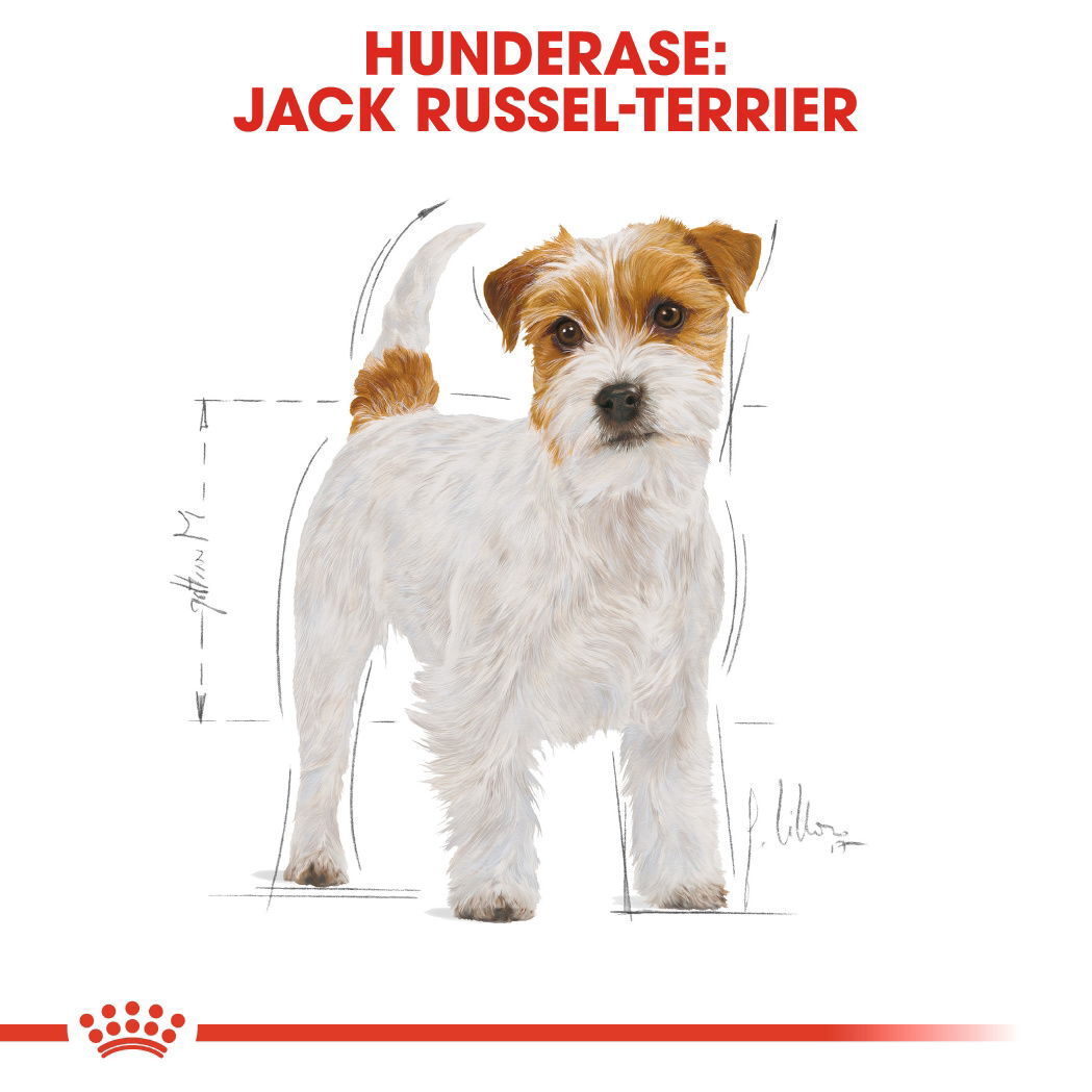 Royal Canin Jack Russel Adult tørrfôr til hund