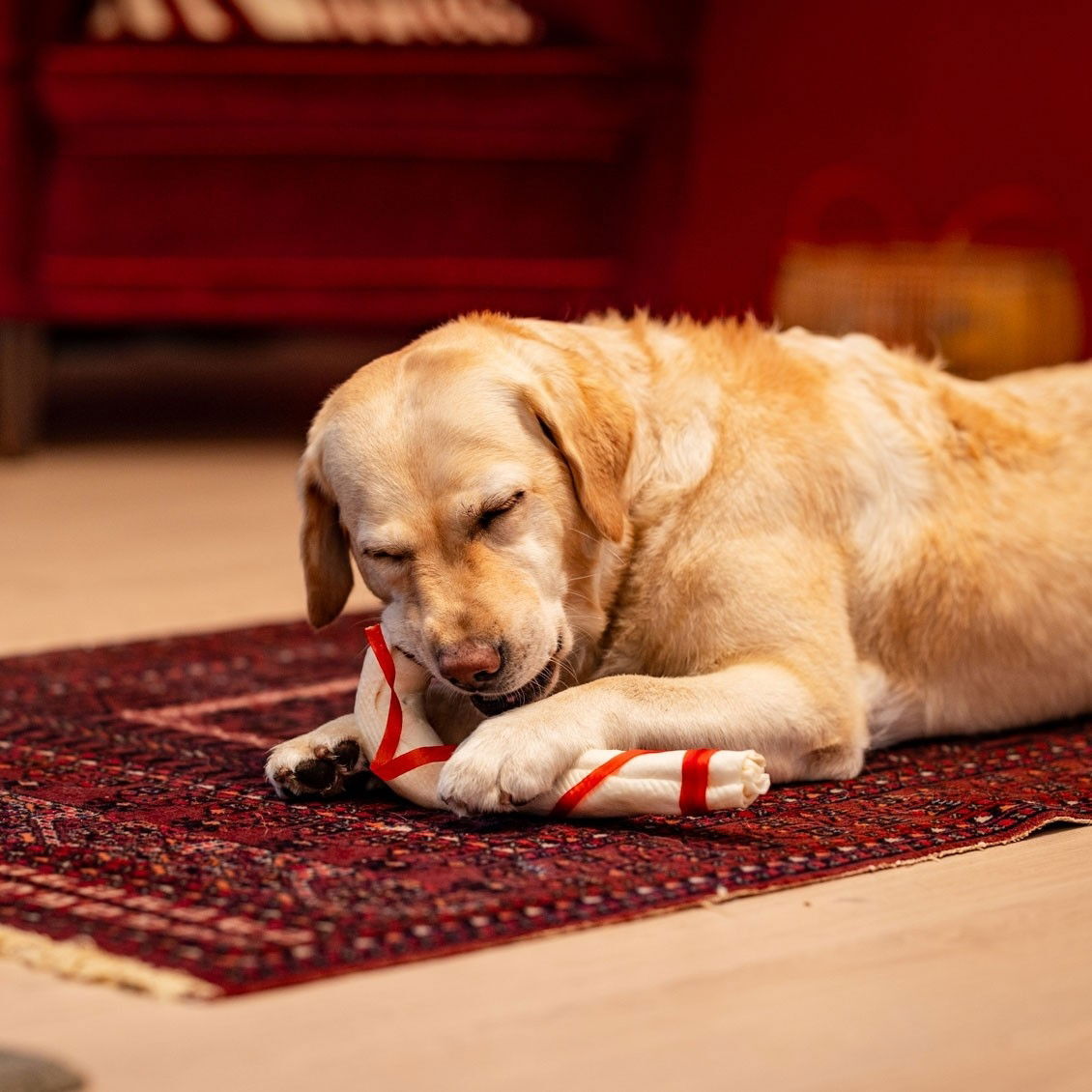 Xmas Chew Candy Cane 46cm for dogs