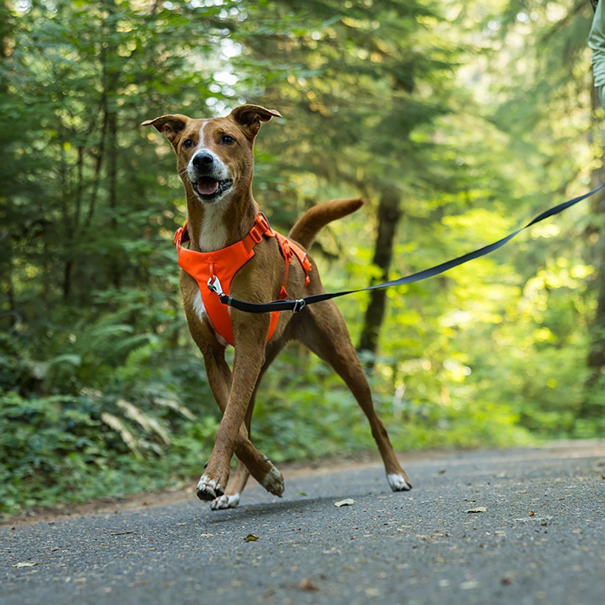 Ruffwear Web Master harness, Blaze Orange