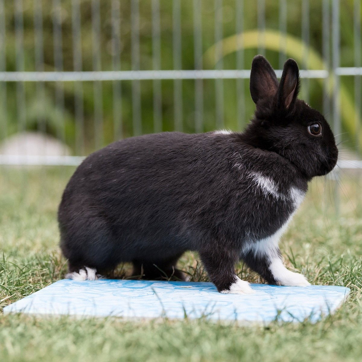 Trixie Cooling plate guinea pigs bl 28×20cm