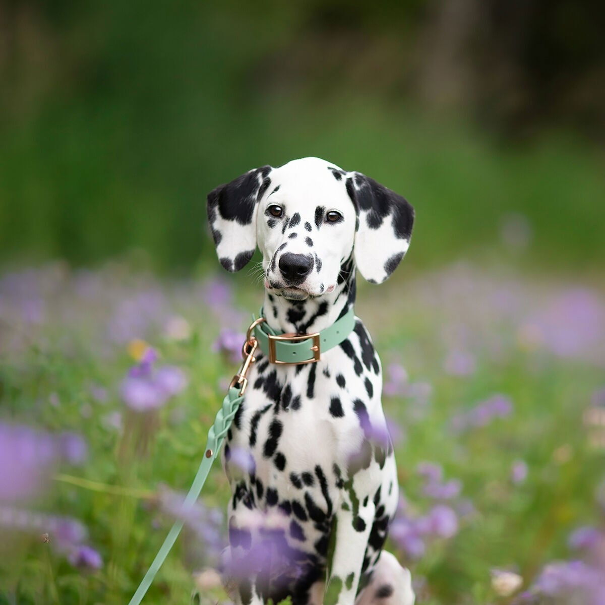 Tyylivoitto Classy collar, sage/rosegold