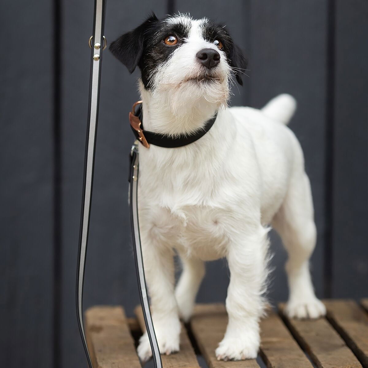 Tyylivoitto Shine Eazy leash, black