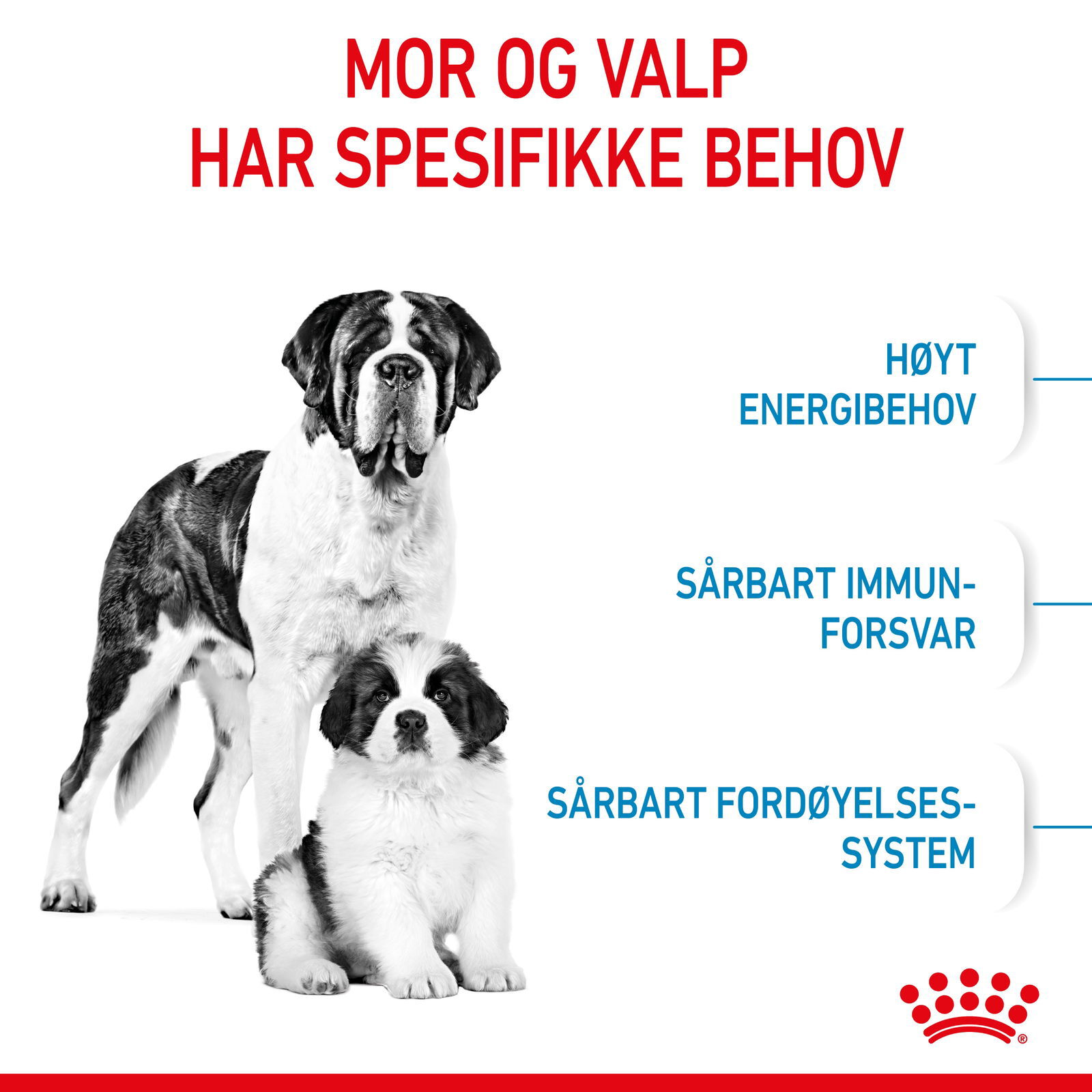 Royal Canin Giant Starter