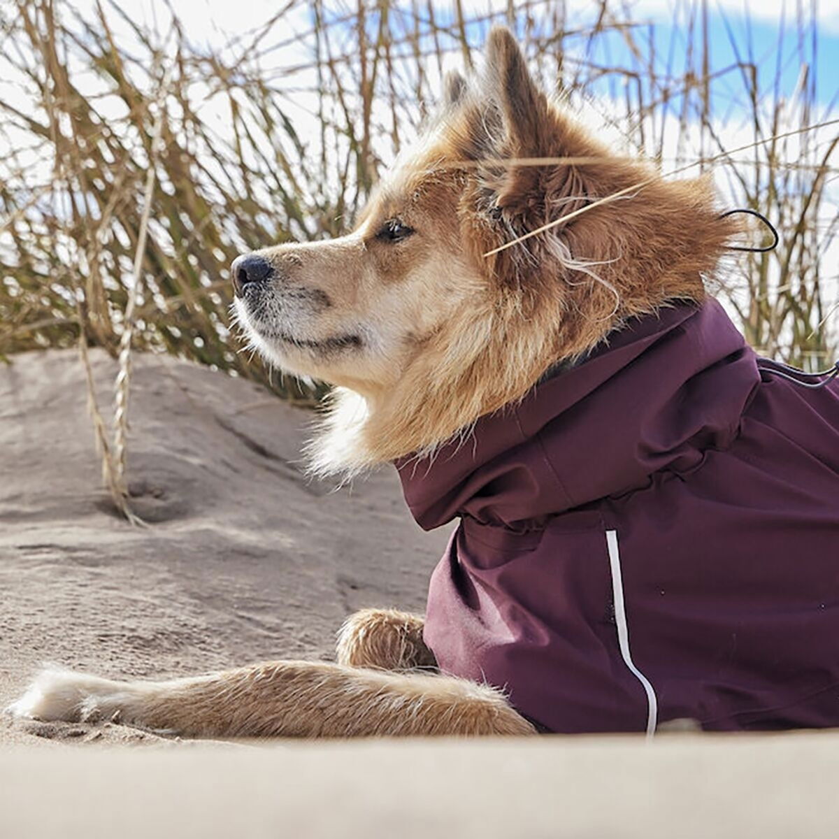 Hurtta Mudventure ECO raincoat, eggplant