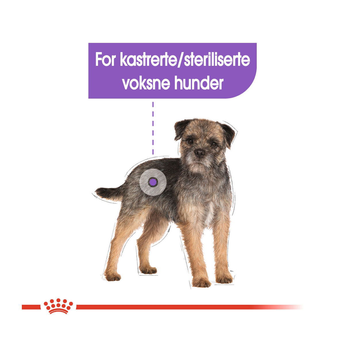 Royal Canin Mini Sterilised